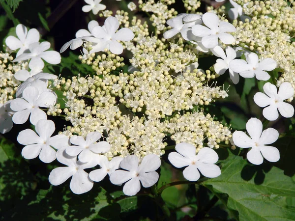 Viburnum Omsk Regio Siberië Rusland — Stockfoto