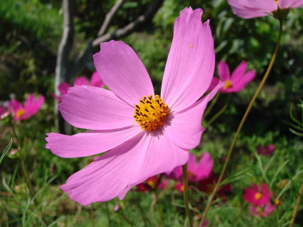 Cosmos Fleuri Région Omsk Sibérie Russie — Photo