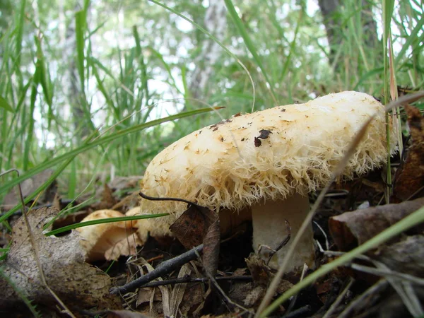 Funghi Regione Omsk Siberia Russia — Foto Stock