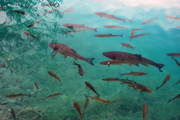 Plitvice Gölleri, Hırvatistan