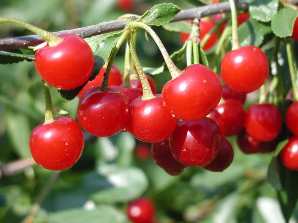 Cherry Omsk Region Siberia Russia — Stock Photo, Image