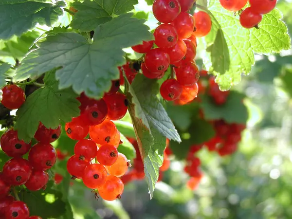 Red Currant Omsk Western Siberia Russia — Stock Photo, Image