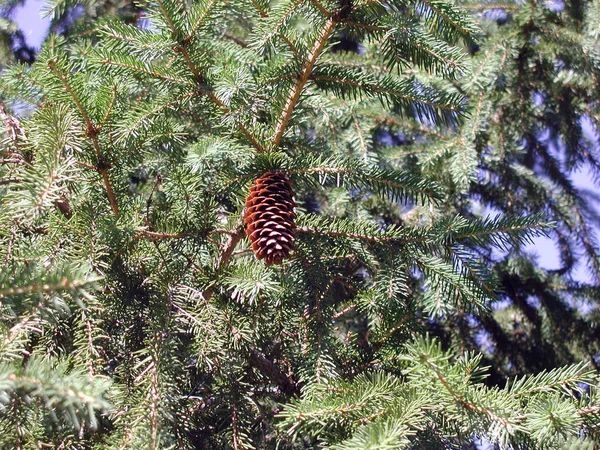 Stożek Syberii Omsk Region Federacja Rosyjska — Zdjęcie stockowe