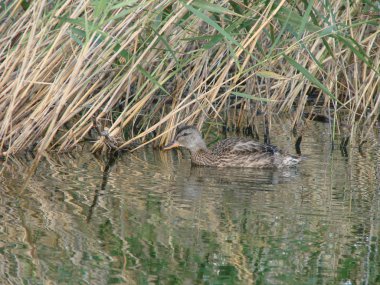 Ördek Anas plathyrhynchos Gölü Omsk bölgesinde, Sibirya, Rusya Federasyonu