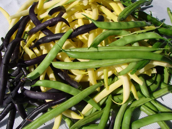 Fasulye üç renkli, Omsk bölge, Sibirya, Rusya Federasyonu