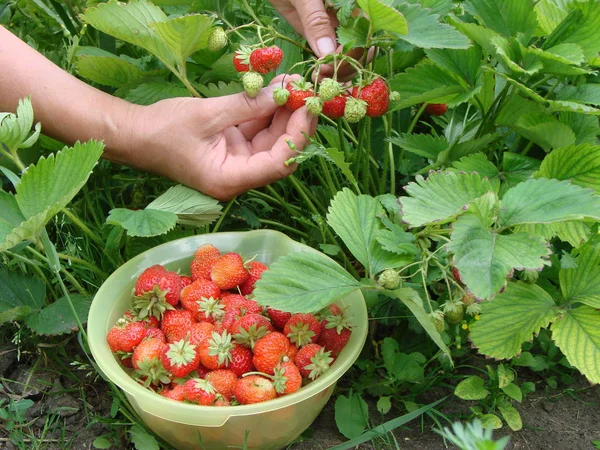 Çilek, Omsk bölge, Sibirya, Rusya Federasyonu