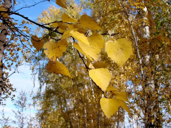 Sonbaharda Sibirya Orman Omsk Region Rusya Federasyonu — Stok fotoğraf