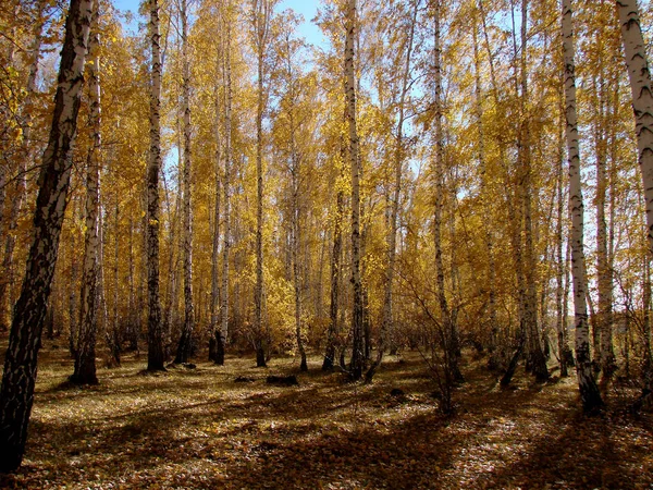 Осень Сибирском Лесу Омская Область Россия — стоковое фото