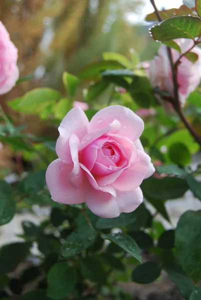 Rose Drop Rain Omsk Region Siberia Russia — Stock Photo, Image