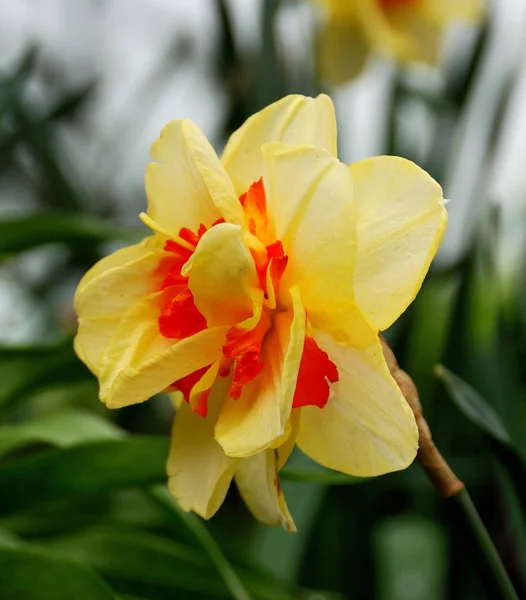 Flowers Narcissus Garden Montreux Switzerland — Stock Photo, Image