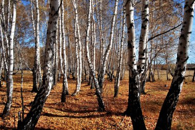 Sonbaharda Sibirya orman, Omsk region, Rusya Federasyonu