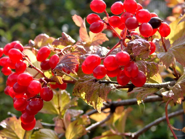 Berries Viburnum Région Omsk Sibérie Russie — Photo