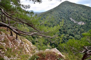 Eagle Rock mahalle Sochi, Rusya'nın arka plan üzerinde çam