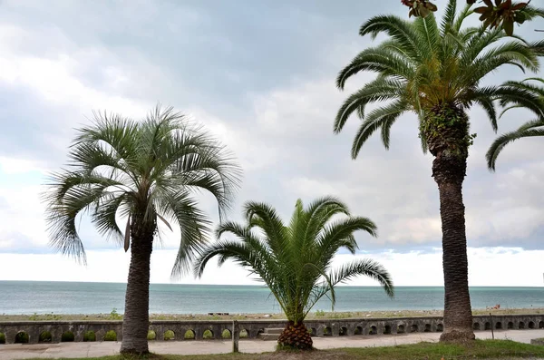 Waterkant Weergaven Gagra Abchazië — Stockfoto