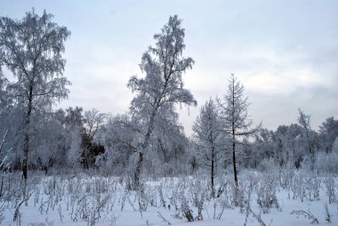 Kış Sibirya Şehir Parkı, Omsk bölge 