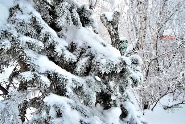 Πάρκο Της Πόλης Της Σιβηρίας Χειμώνα Περιφέρεια Ομσκ — Φωτογραφία Αρχείου
