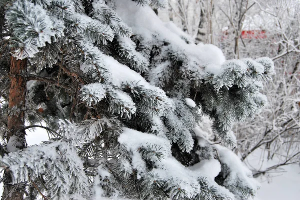 Inverno Parque Cidade Sibéria Região Omsk — Fotografia de Stock