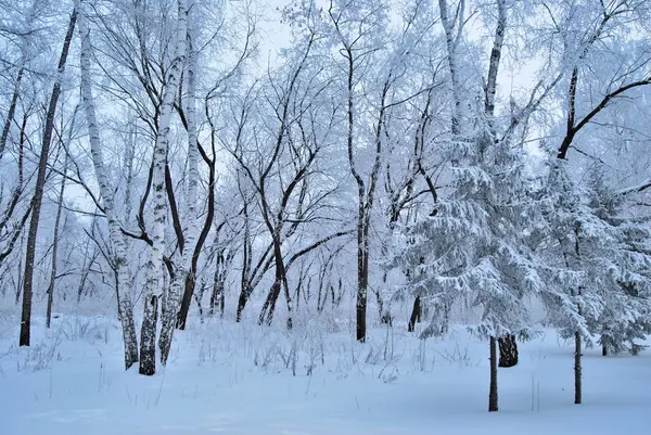 Winter Siberian City Park Omsk Region — Stock Photo, Image