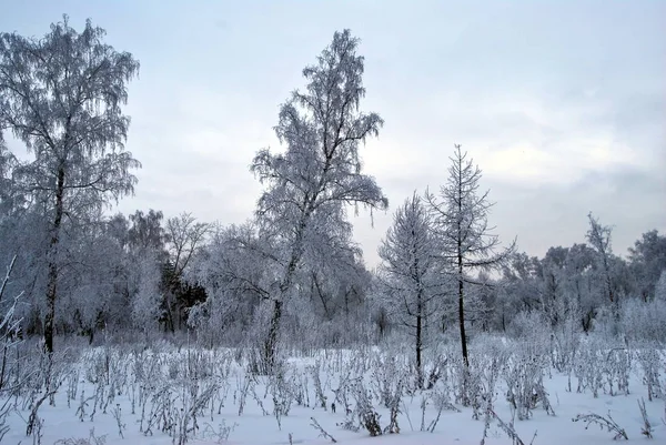 Kış Sibirya Şehir Parkı, Omsk bölge 