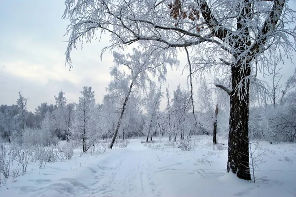 Winter Siberian City Park Omsk Region — Stock Photo, Image