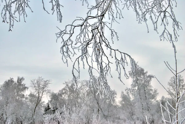 Winter Siberian City Park Omsk Region — Stock Photo, Image