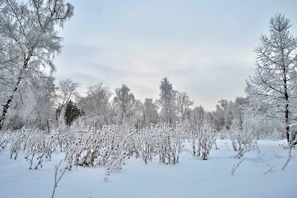 Invierno Parque Ciudad Siberia Región Omsk — Foto de Stock