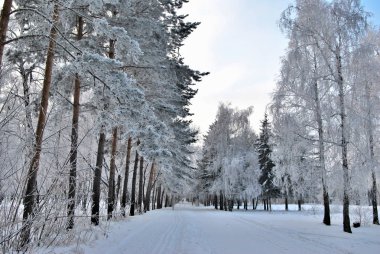 Kış Sibirya Şehir Parkı, Omsk bölge 