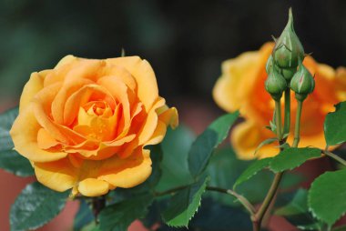 Rose Goldelse yağmur damla ile. Omsk bölge, Sibirya, Rusya Federasyonu