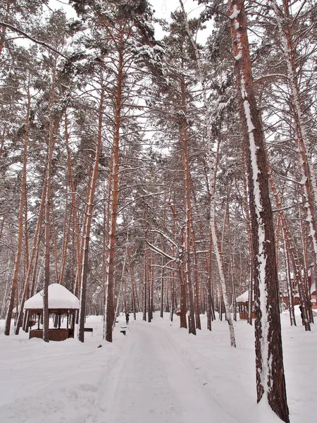 Parc Ville Hiver Sibérie Région Omsk — Photo