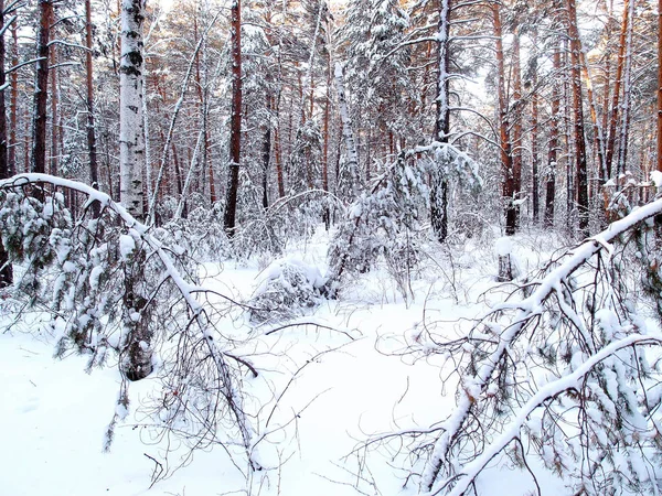 Zimní Sibiřský Les Omsk Kraj — Stock fotografie