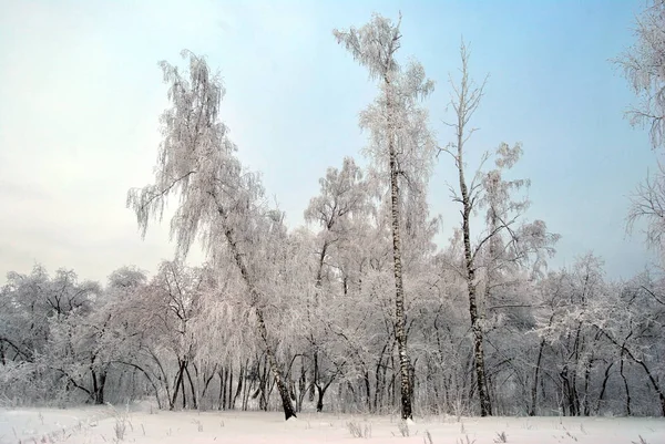 Inverno Parque Cidade Sibéria Região Omsk — Fotografia de Stock