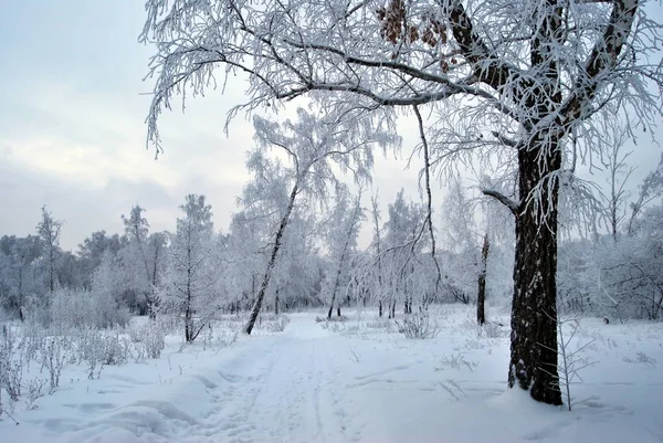 Sibirischer Stadtpark Winter Region Omsk — Stockfoto