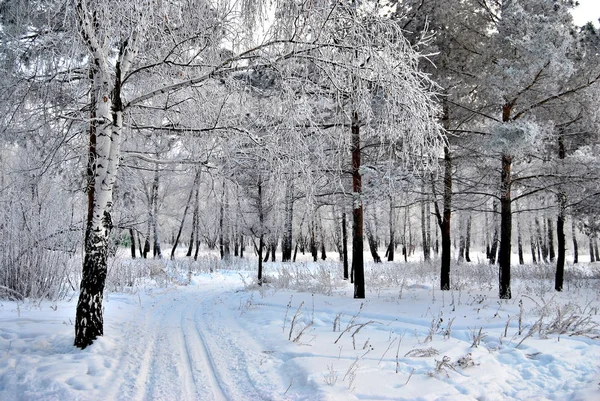 Сибірська Зима Міський Парк Омська Область — стокове фото