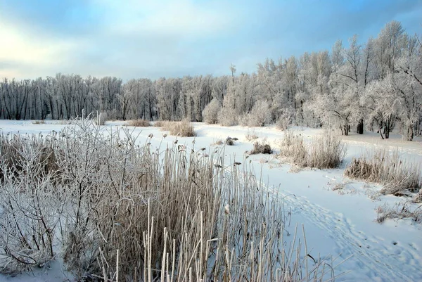 Parco Urbano Siberiano Invernale Regione Omsk — Foto Stock