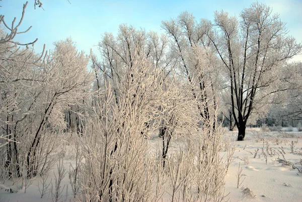 Inverno Parque Cidade Sibéria Região Omsk — Fotografia de Stock