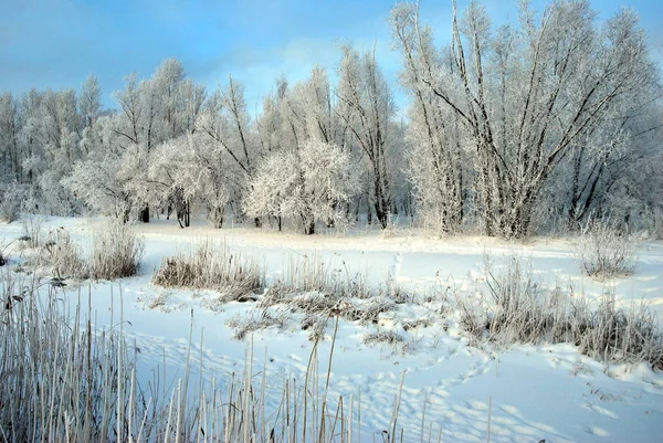 Parco Urbano Siberiano Invernale Regione Omsk — Foto Stock