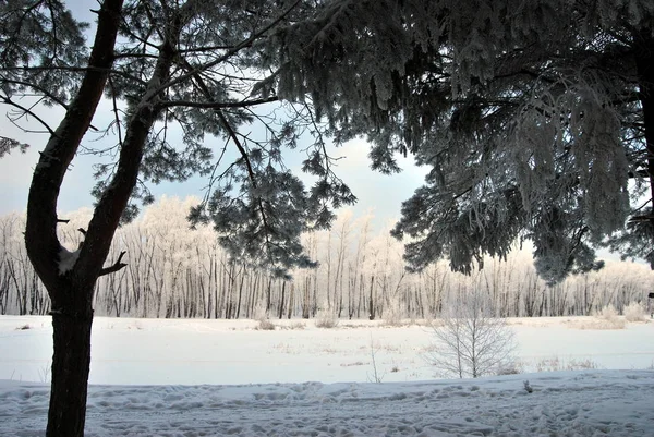 Parco Urbano Siberiano Invernale Regione Omsk — Foto Stock