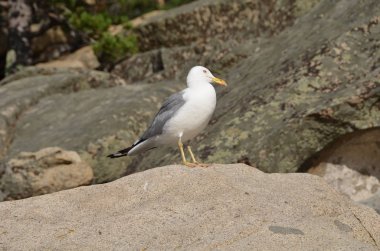 Gölde martı Chebache, Devlet ulusal Tabiat Parkı 