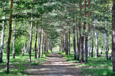 Sibirya orman, Omsk region, Rusya Federasyonu
