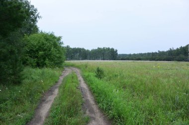 Yaz Sibirya orman, Omsk bölge 