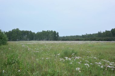 Yaz Sibirya orman, Omsk bölge 