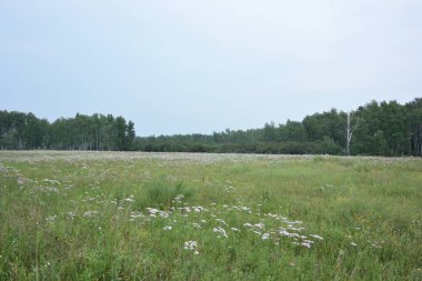 Yaz Sibirya orman, Omsk bölge 