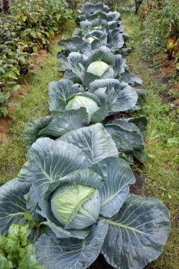 Lahana Bahçe, Omsk bölgesinde, Sibirya, Rusya Federasyonu                              