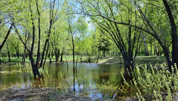 Siberian Forest Omsk Region Rússia — Fotografia de Stock