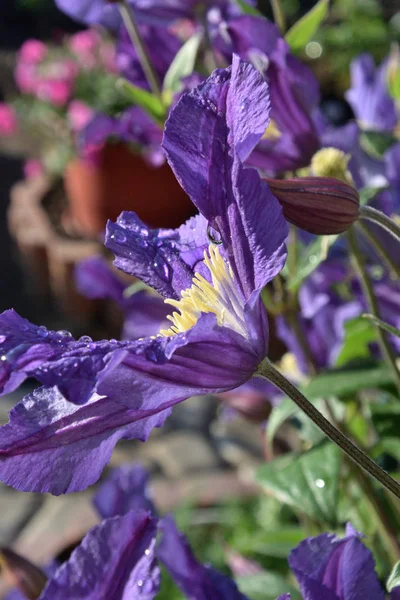 Clematis Flor Con Pétalos Lila Siberia Región Omsk Rusia — Foto de Stock