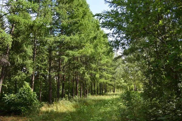 Foresta Siberiana Estiva Regione Omsk — Foto Stock