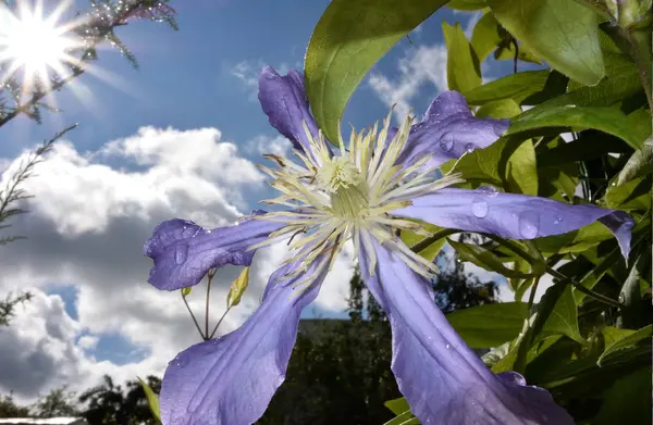 Clematis Kwiat Płatkami Bzu Syberii Omsk Region Federacja Rosyjska — Zdjęcie stockowe