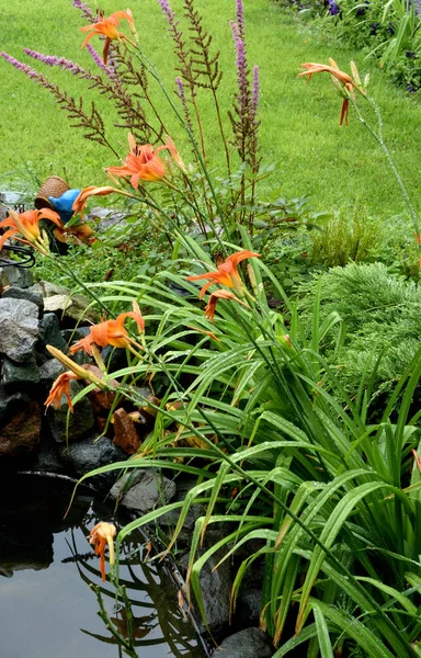 Flor Lilium Com Gota Chuva Omsk Sibéria Rússia — Fotografia de Stock