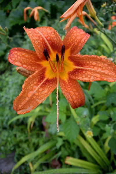 Blomma Lilium Med Droppe Regn Omsk Region Sibirien Ryssland — Stockfoto