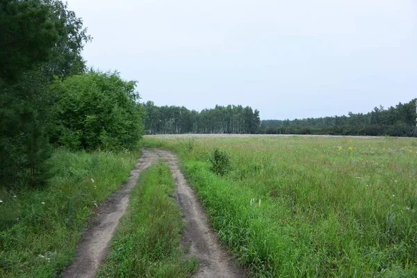 Été Forêt Sibérienne Région Omsk — Photo
